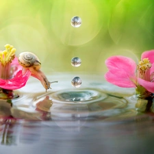 drops, water, Flowers, snail, water