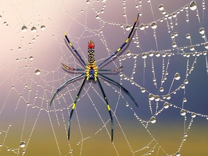 drops, Spider, Web