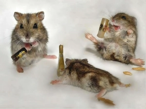 Drunk, Hamsters
