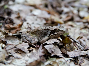 frog, Leaf, camouflage, dry