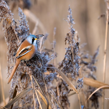 Bird, dry, grass, Bearded Tit