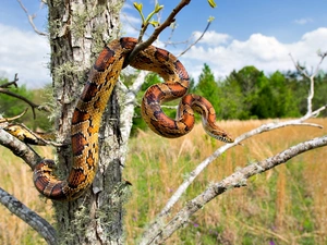 trees, Corn Snake, dry