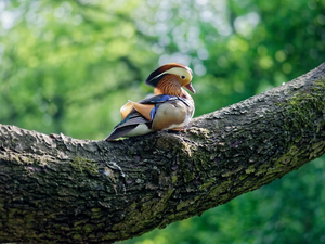 Bird, mandarine, trunk, duck