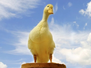 duck, Sky