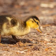 small, Ducky, rapprochement, duck