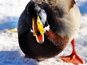 duck, snow