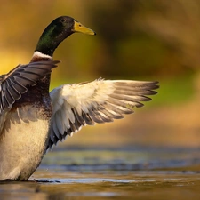 Mallard Duck, spread, wings, water
