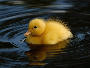 water, Yellow Honda, duck