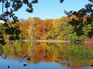 Park, ducks, autumn, Pond - car