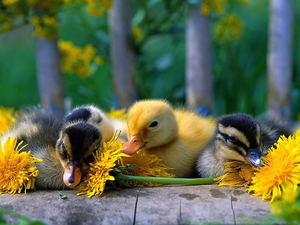 Flowers, little doggies, ducks