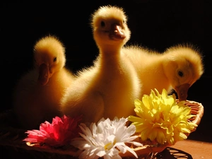 ducks, Flowers