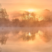 trees, Sunrise, Fog, Pond - car, morning, viewes, ducks