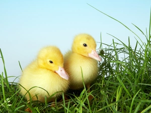grass, little doggies, ducks