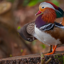 ducks, mandarin