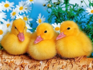 Three, ducks, trees, little doggies