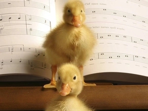 ducks, Tunes