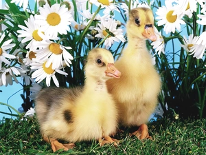 Two, Flowers, grass, ducks