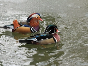 Two, mandarin, water, ducks
