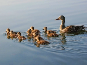 young, mother, water, ducks