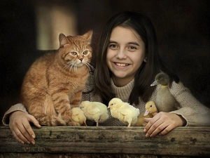chickens, Ducky, ginger, cat, girl