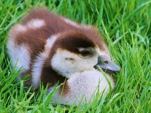 Ducky, grass