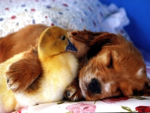 Ducky, dog, small