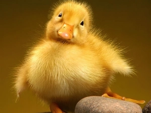 small, Stone, pud, Ducky