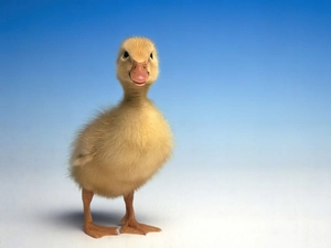 Ducky