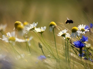 dumbledor, daisies, cornflowers