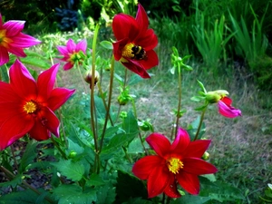 dumbledor, Red, dahlias