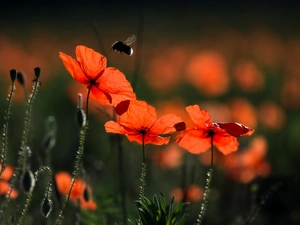 dumbledor, Red, papavers