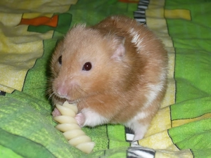hamster, Bedding, snacking, dumpling