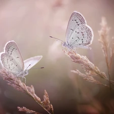 blades, butterflies, Dusky, grass