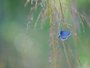 blades, grass, butterfly, Dusky Icarus, blue