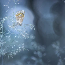 Dusky Icarus, Bokeh, grass, butterfly, stalk