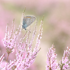 heather, butterfly, Dusky Icarus