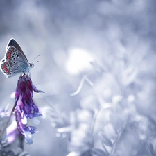 Vetch, butterfly, Dusky Icarus