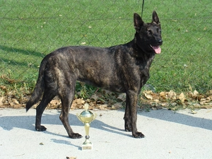Dutch Shepherd, cup