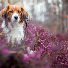 heathers, Bokeh, Alpine Dutch, muzzle, dog