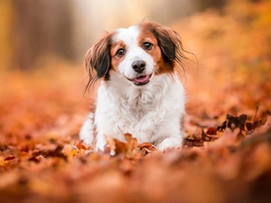 muzzle, Leaf, Alpine Dutch, Kooikerhondje, dog