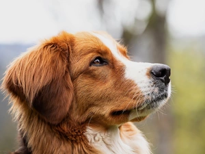 Alpine Dutch, Red-white, dog