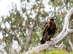 eagle, Australian
