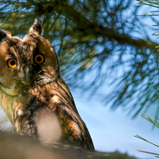 Twigs, pine, owl, eagle-owl, Bird