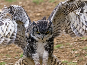 eagle-owl, blur