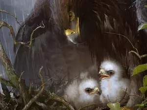 eagle, chick
