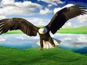 eagle, American Bald Eagle