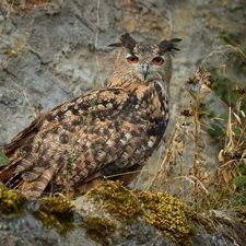 Moss, Plants, Eurasian Eagle-Owl, Rocks, owl