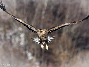 eagle, flight