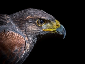 Profile of Golden Eagle, Eagle Front, Head
