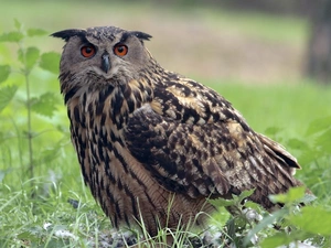 eagle-owl, grass